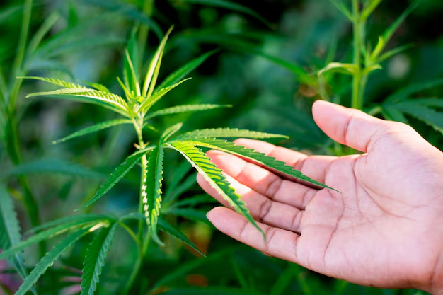 Hand gently touching growing cannabis leaves representing 24/7 cannabis access at The Grove Las Vegas dispensary