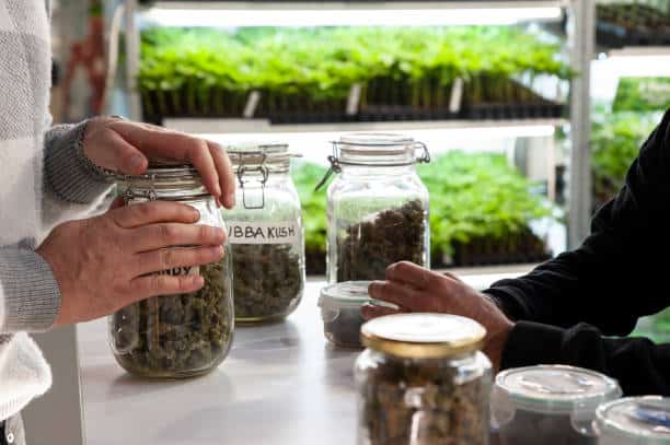 Jars of cannabis flower on a dispensary counter near Harry Reid International Airport in Las Vegas
