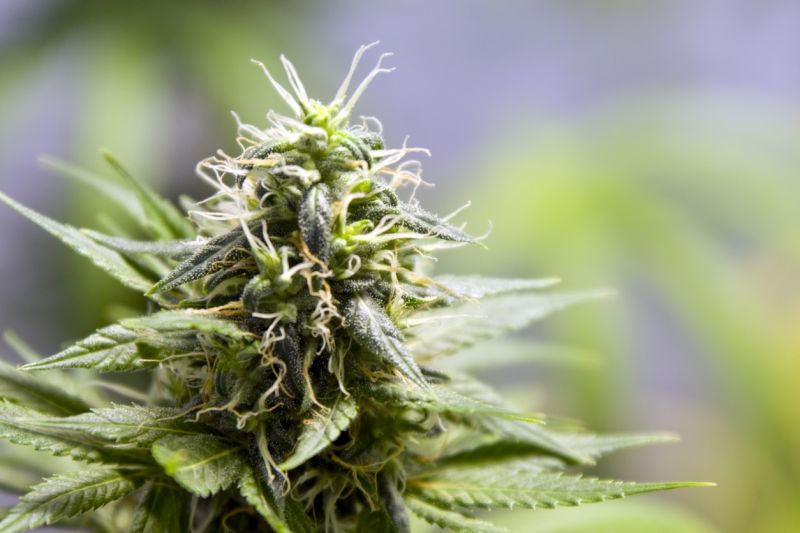 Beautifully budding cannabis plant.