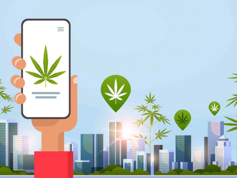 Searching for cannabis locations using your phone.