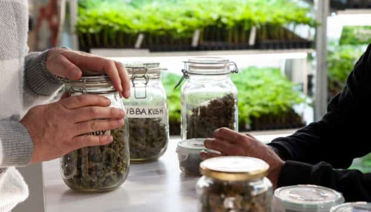 Jars of cannabis flower on a dispensary counter near Harry Reid International Airport in Las Vegas