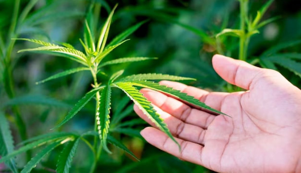 Hand gently touching growing cannabis leaves representing 24/7 cannabis access at The Grove Las Vegas dispensary