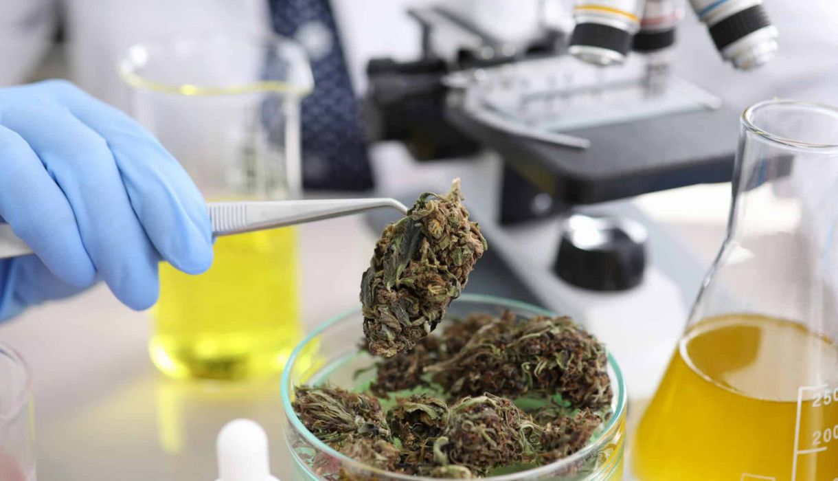 Laboratory coworkers study cannabis