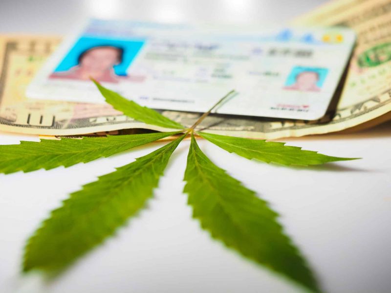 driver's license and cannabis leaf