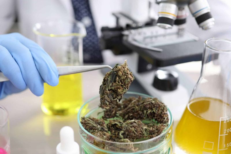Laboratory coworkers study cannabis