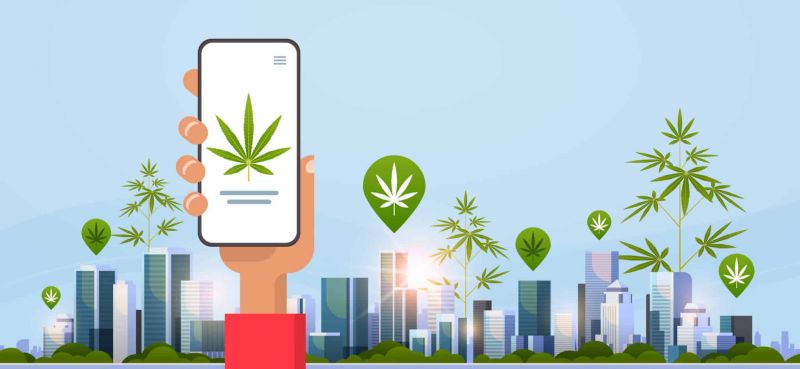 Searching for cannabis locations using your phone.