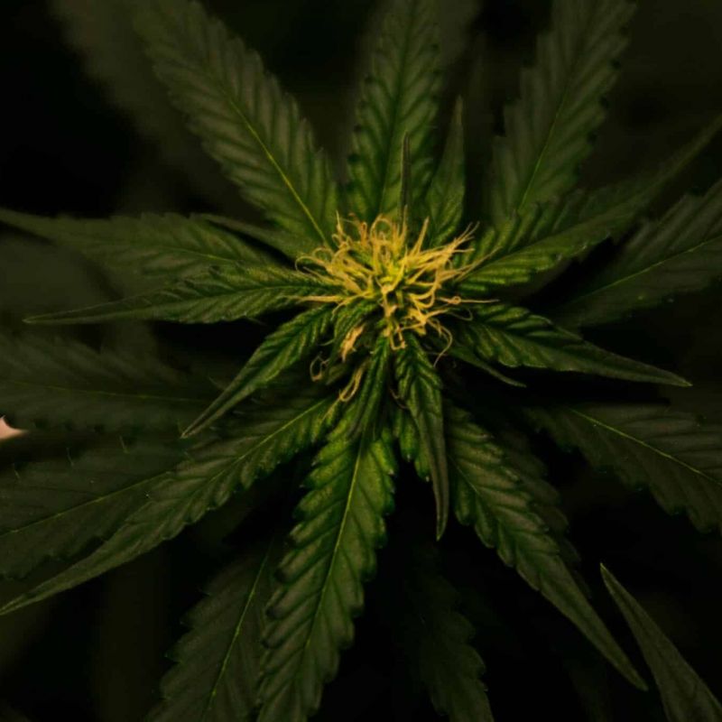 Cannabis Flowers
